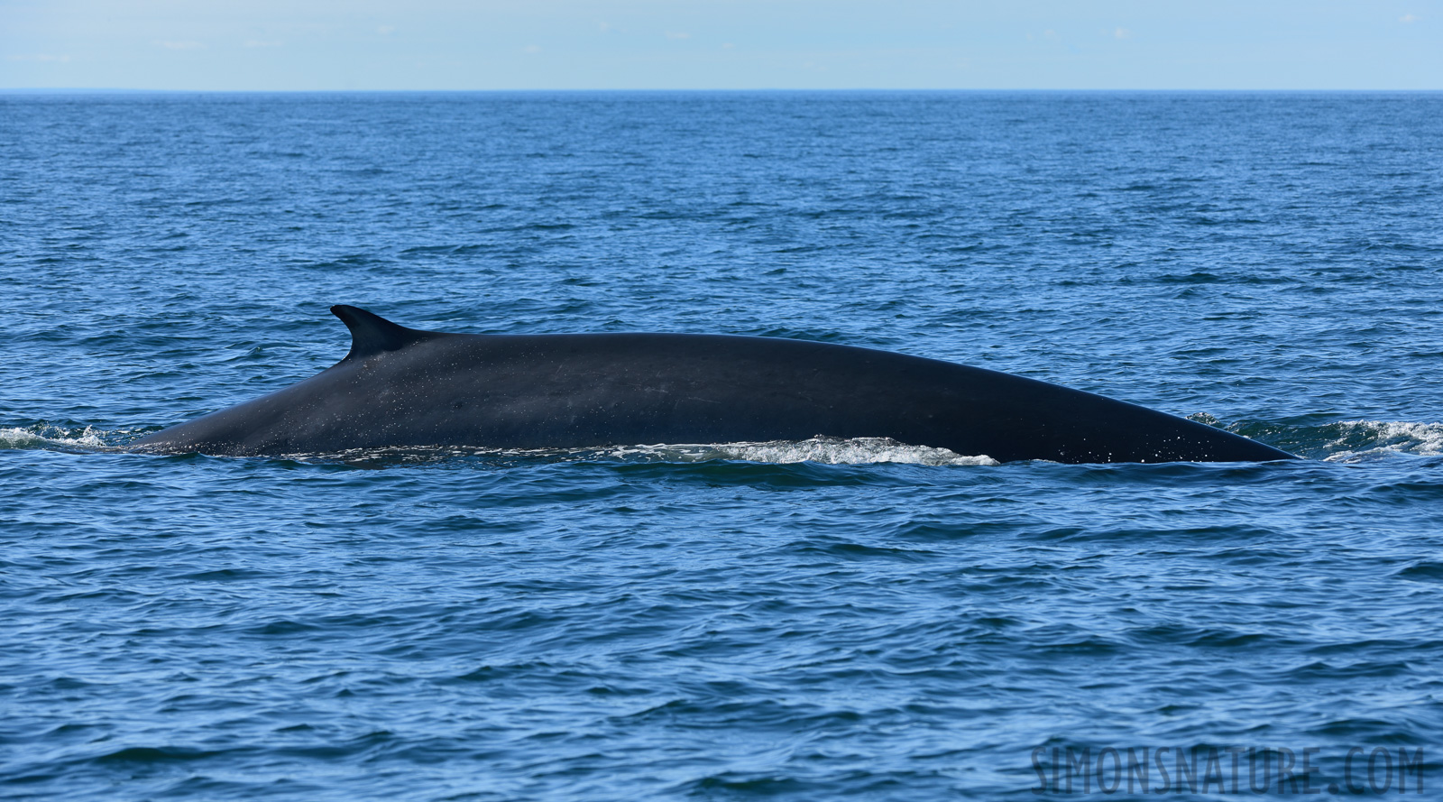 Balaenoptera acutorostrata [200 mm, 1/640 sec at f / 9.0, ISO 400]